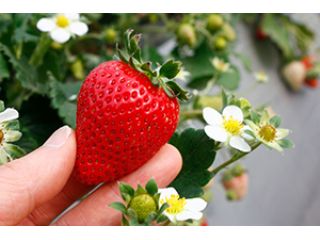 あきらいちご園の写真1