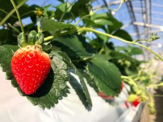 ゆめが丘農園の写真1