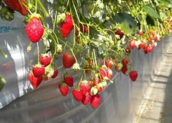 いちごはうす西脇の写真1