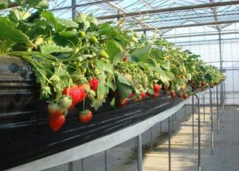 丸山いちご園の写真1