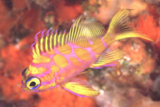 伊豆大島ダイビングセンター カラーズの写真1