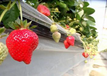 山下農園　munodiの写真1