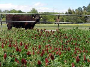 安藤農園の写真1