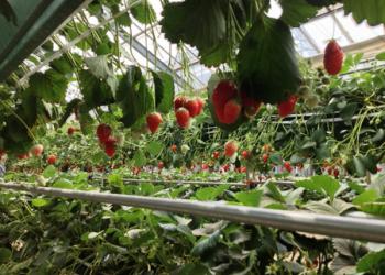 ふじみストロベリーの写真1