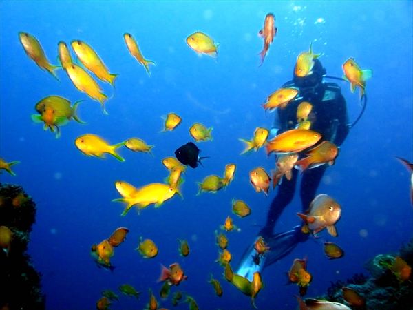 比三一ダイバーズクラブの写真1