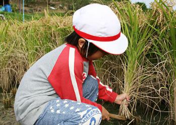よしはら農園の写真1
