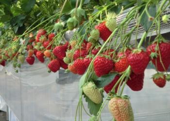 いちごの里　裕の写真1