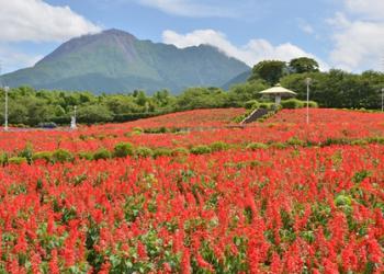 有明の森フラワー公園の写真1
