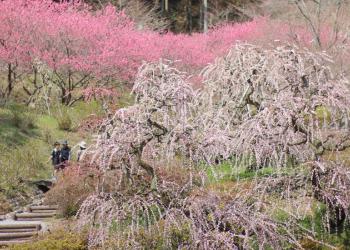 花の奥山高原の写真1