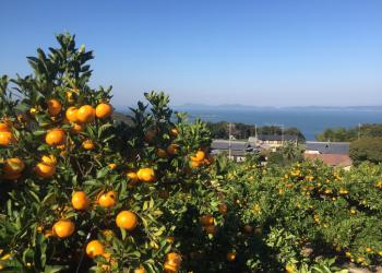小豆島夕陽ヶ丘みかん園の写真1