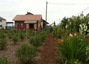 北海道名寄市のブルーベリー園　サンベリーむらおかの写真1