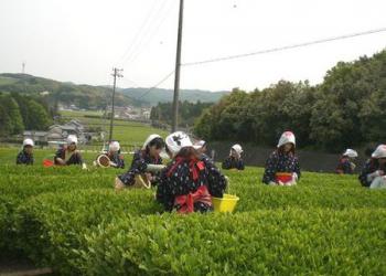 香りの丘　茶ピアの写真1