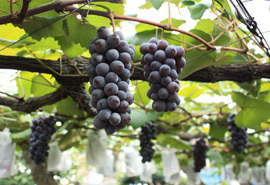 長良ぶどう狩り案内所