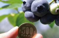 ベリーベリーファーム上田