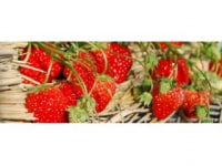 いちごファーム北条