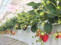 いちごハウスAYA