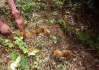 香嵐渓グリーンファーム三ツ足栗園