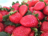 いちごはうす嘉山農園