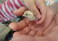 宮ヶ瀬コッコパークランド