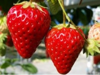 伊豆フルーツパーク