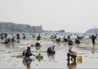 吉田海岸 潮干狩り場