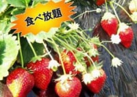 館山観光いちご狩りセンター