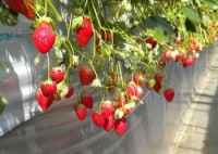 いちごはうす西脇