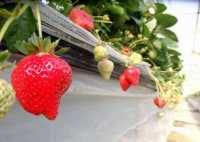 山下農園　munodi