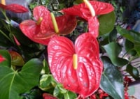 パパフラ東京　ママ&マタニティフラクラス新橋