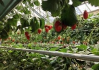 ふじみストロベリー