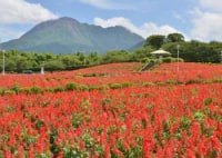 有明の森フラワー公園