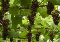 フジモリ果樹園