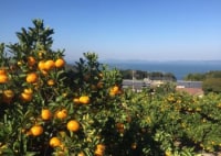 小豆島夕陽ヶ丘みかん園