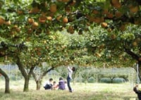 白龍湖観光農園