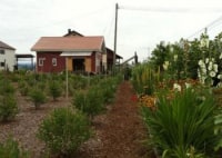 北海道名寄市のブルーベリー園　サンベリーむらおか