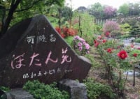 可睡斎ぼたん苑