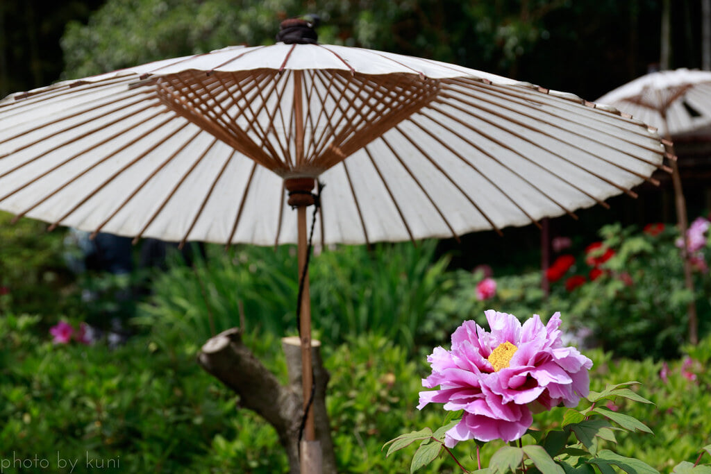 茂原牡丹園の写真2