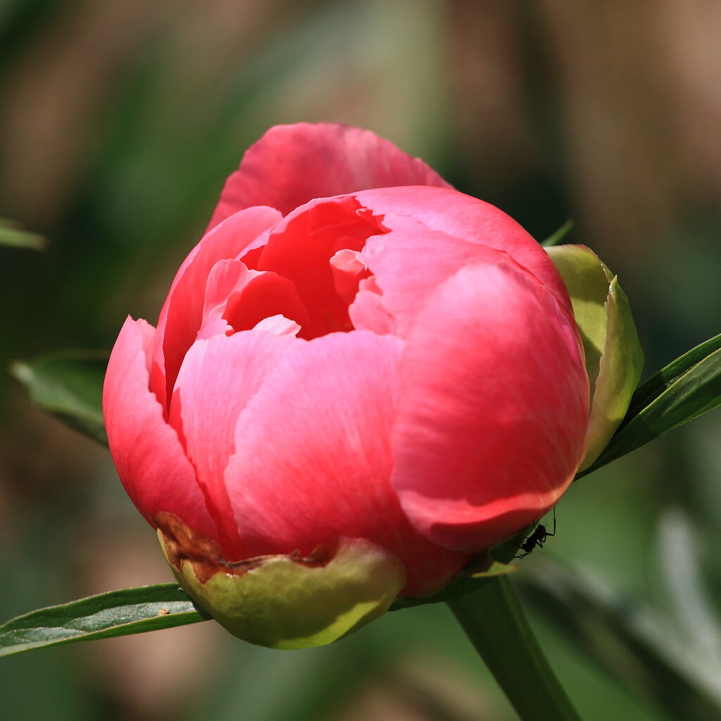 茂原牡丹園の写真3