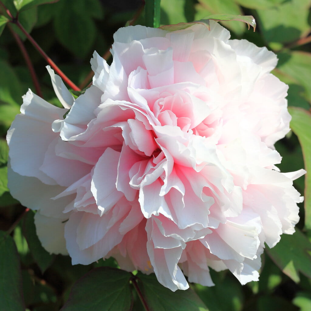 茂原牡丹園の写真6