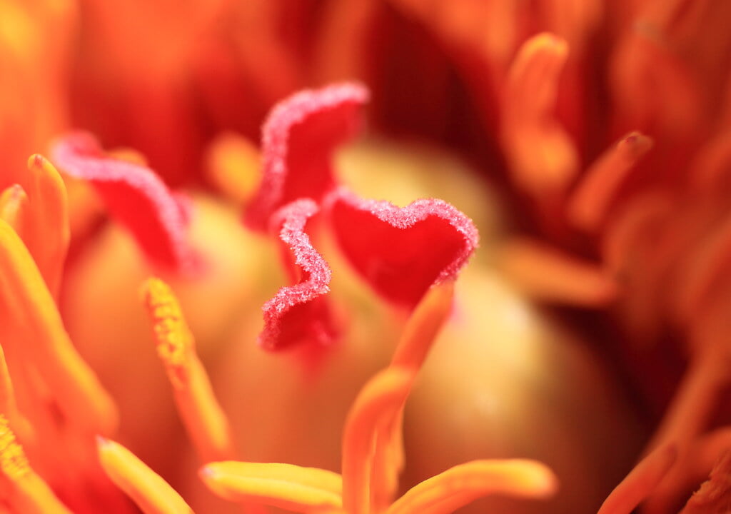 茂原牡丹園の写真7