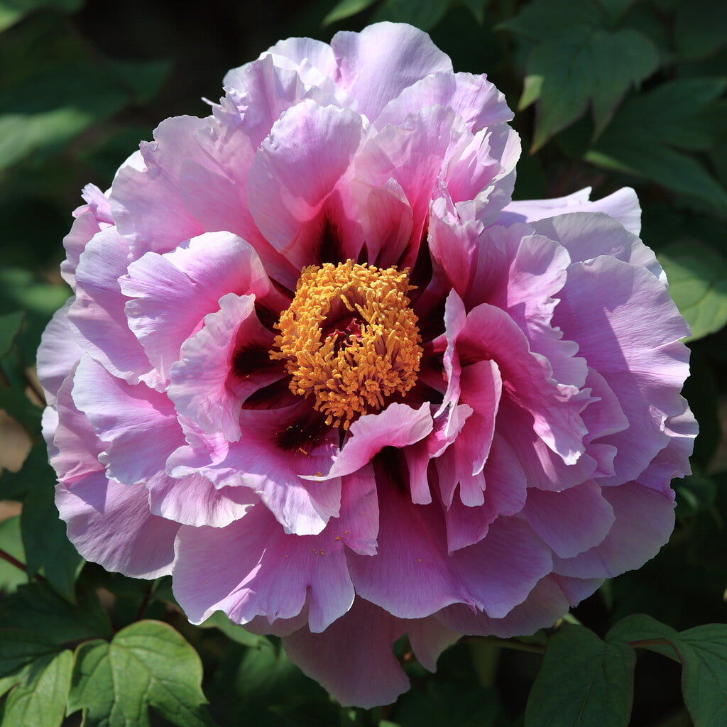 茂原牡丹園の写真9