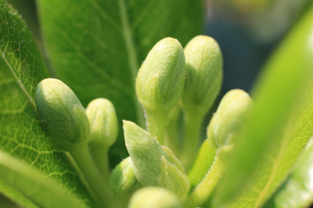 茂原牡丹園の写真11