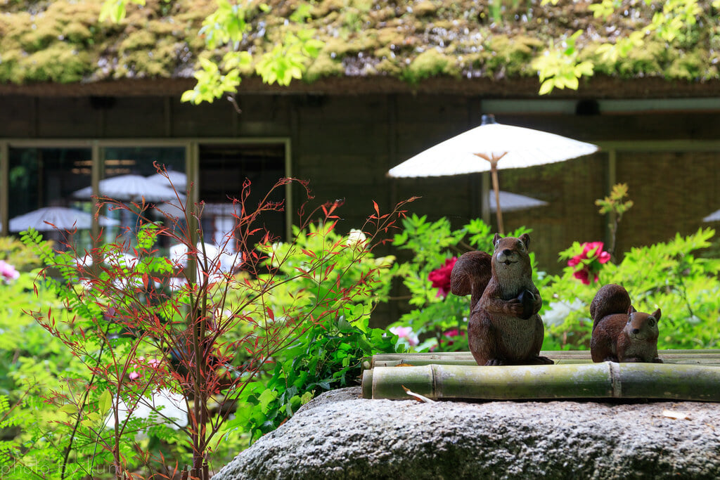 茂原牡丹園の写真1