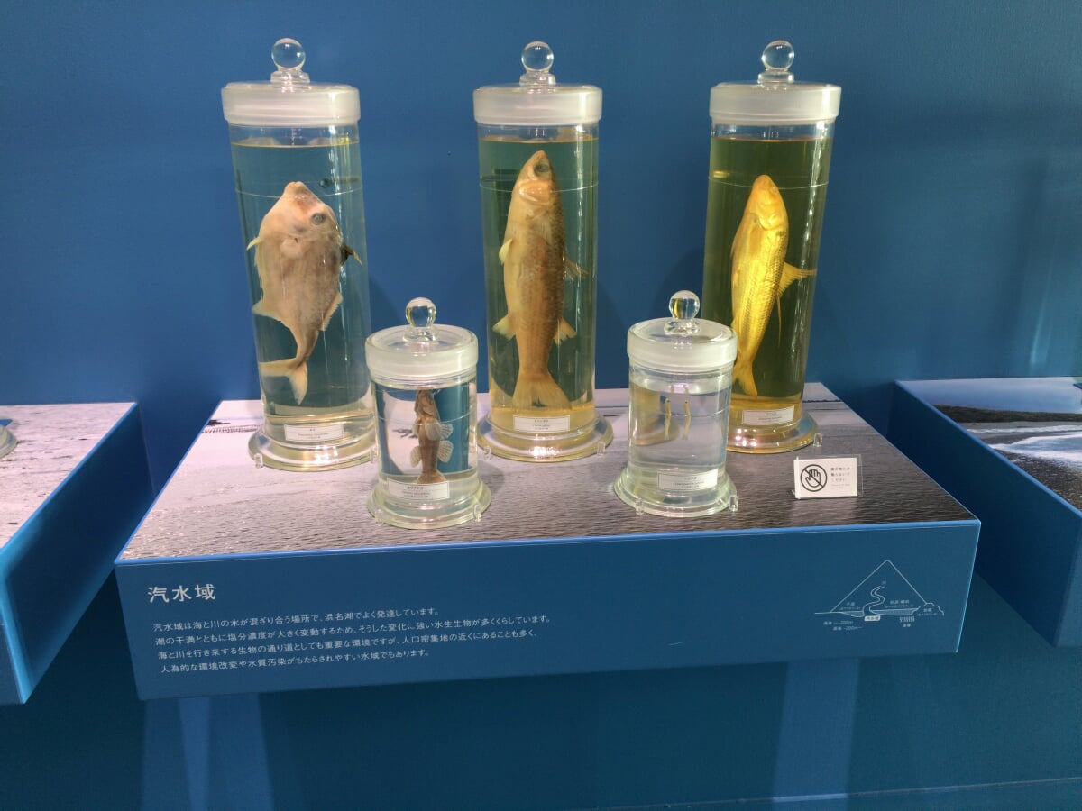 ふじのくに地球環境史ミュージアムの写真2