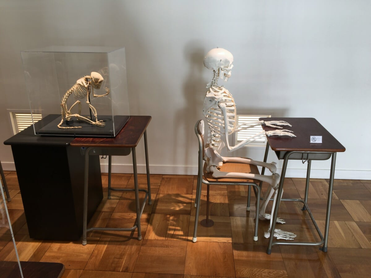 ふじのくに地球環境史ミュージアムの写真5