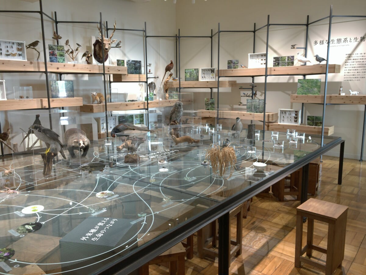 ふじのくに地球環境史ミュージアムの写真6