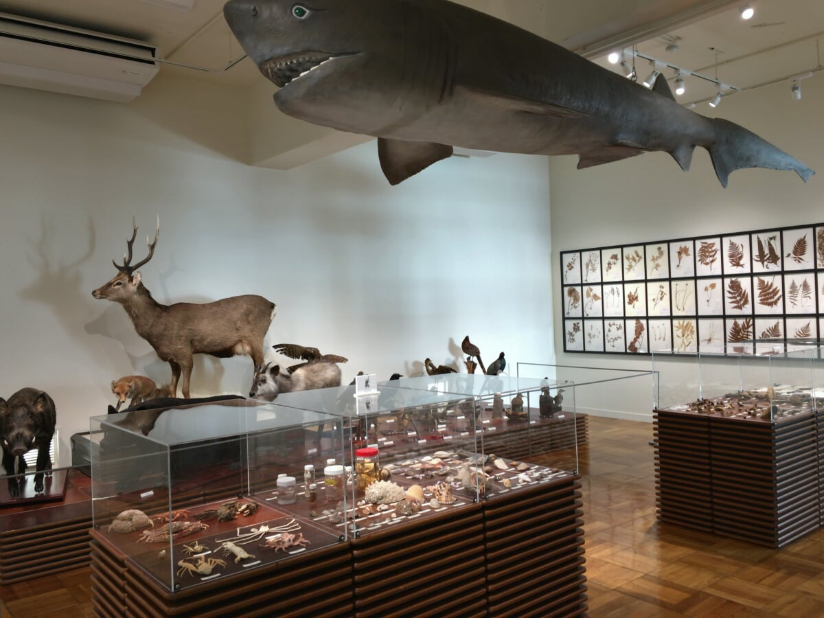 ふじのくに地球環境史ミュージアムの写真7