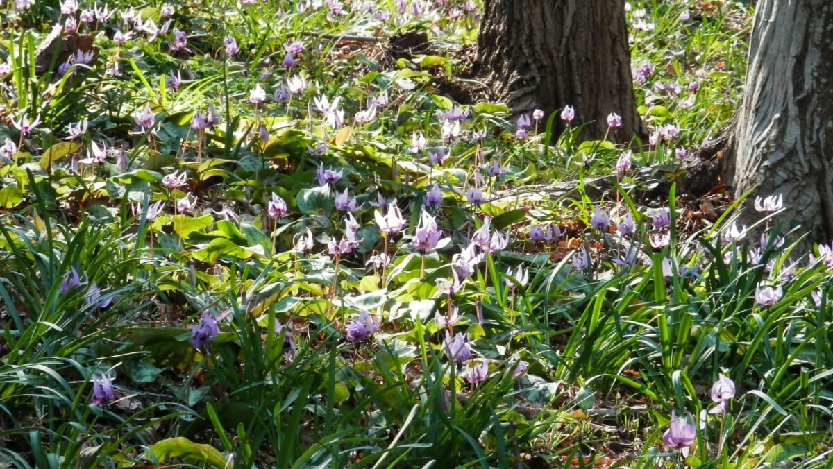 万葉自然公園　かたくりの里の写真1