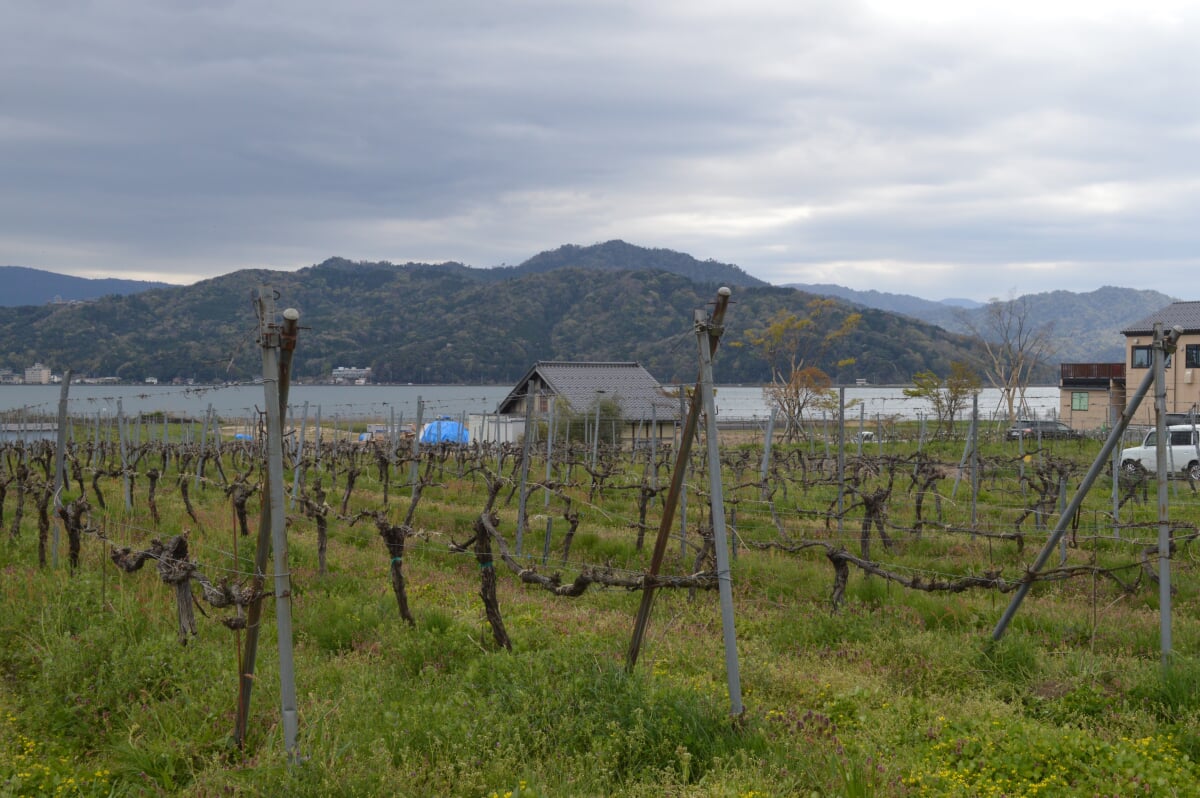 天橋立ワイナリーの写真2