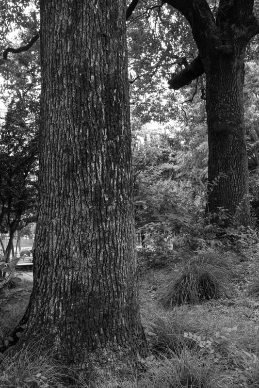 稲付西山公園の写真2